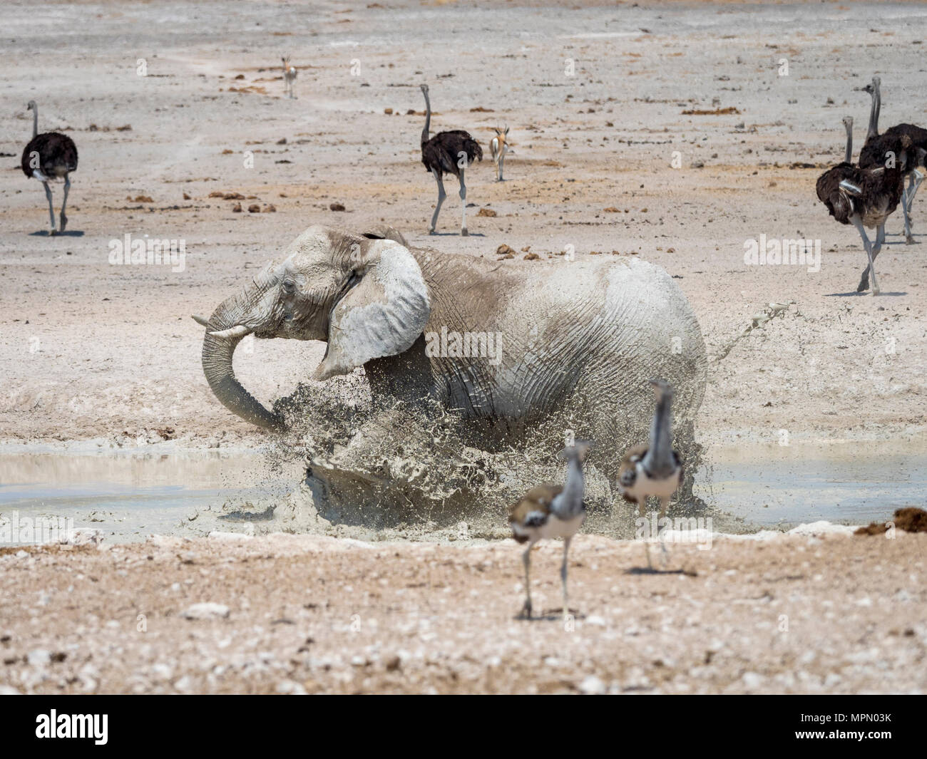 Afrika, Namibia, Etosha Nationalpark, Elefant läuft in Wasser, Schlammbad, Loxodonta Africana Stockfoto