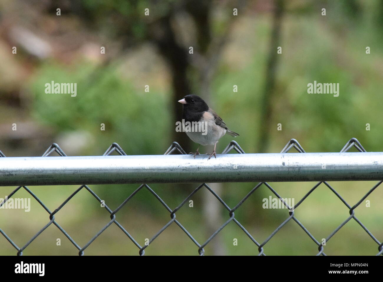 Hinterhofvögel 2018 Stockfoto