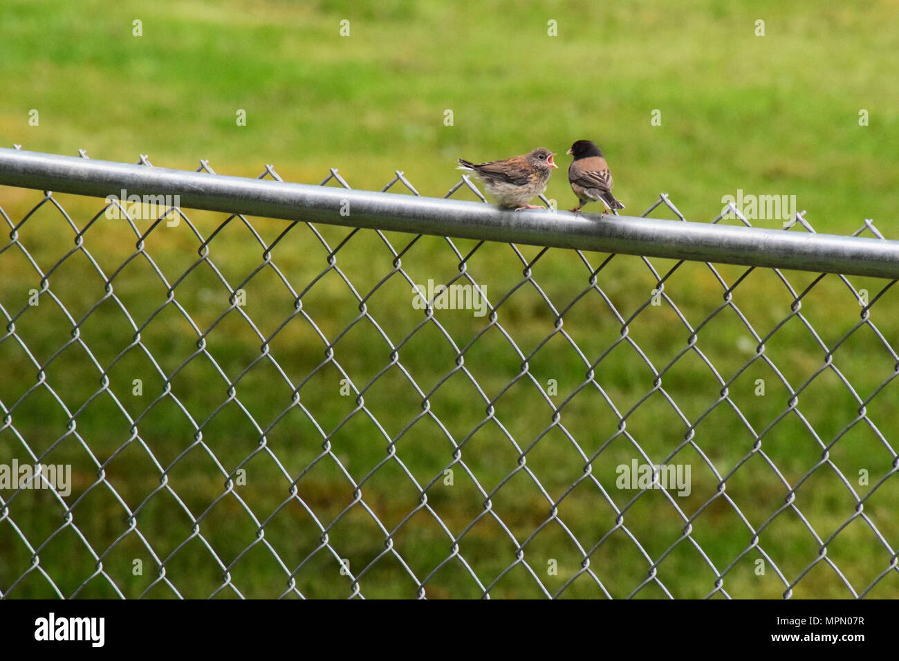 Hinterhofvögel 2018 Stockfoto