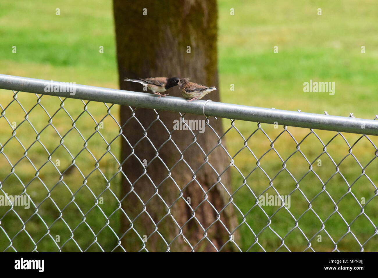 Hinterhofvögel 2018 Stockfoto