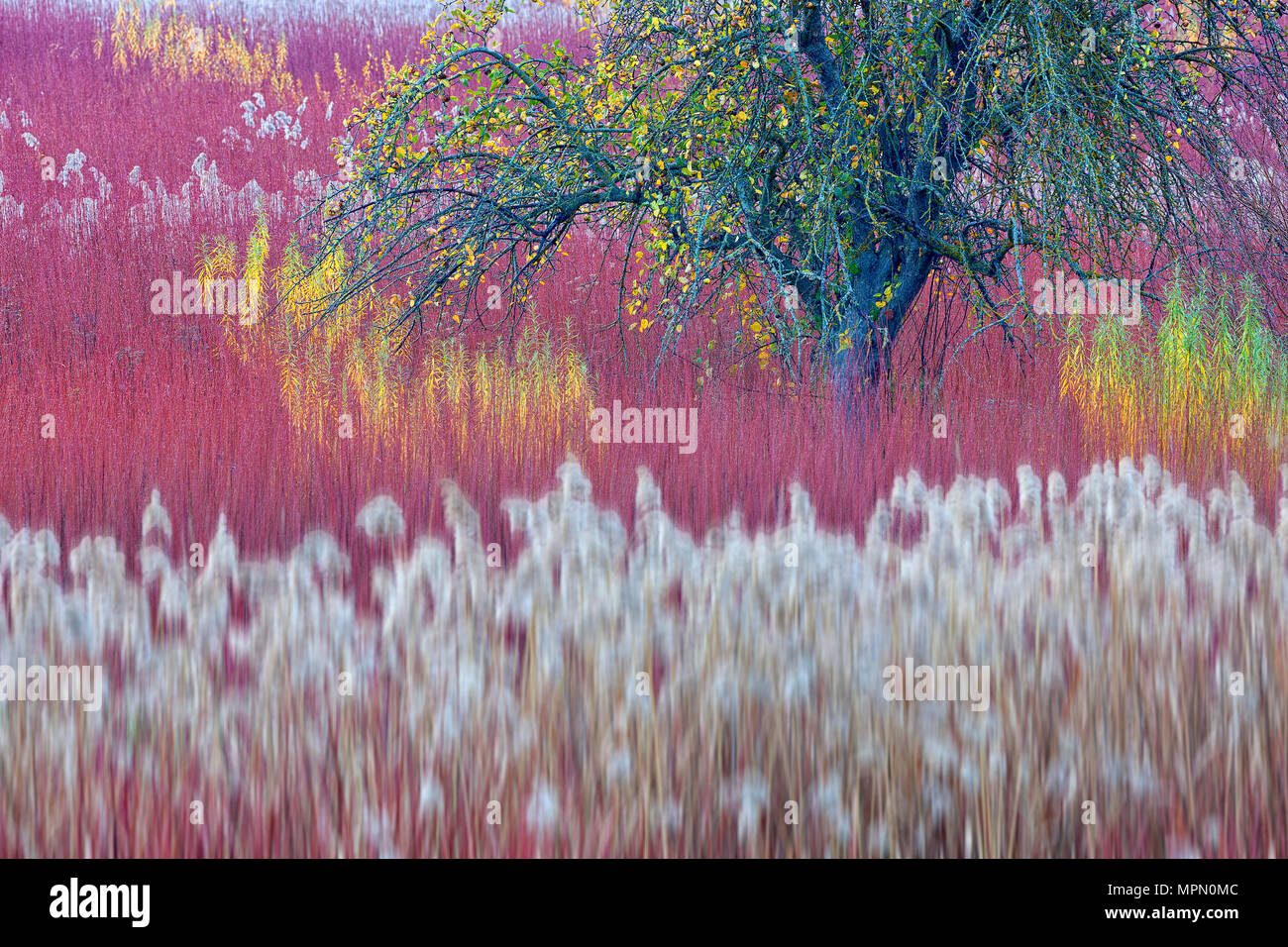 Spanien, Wicker Anbau in Canamares im Herbst Stockfoto