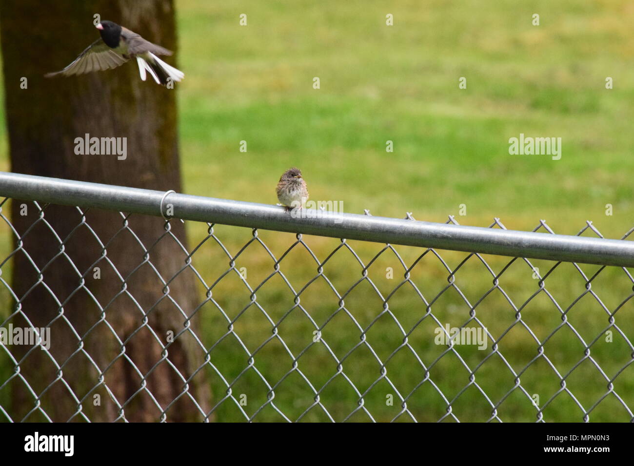 Hinterhofvögel 2018 Stockfoto