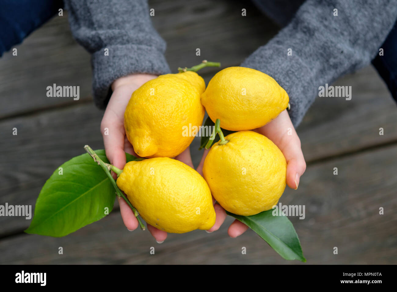 Hände halten vier Zitronen, close-up Stockfoto