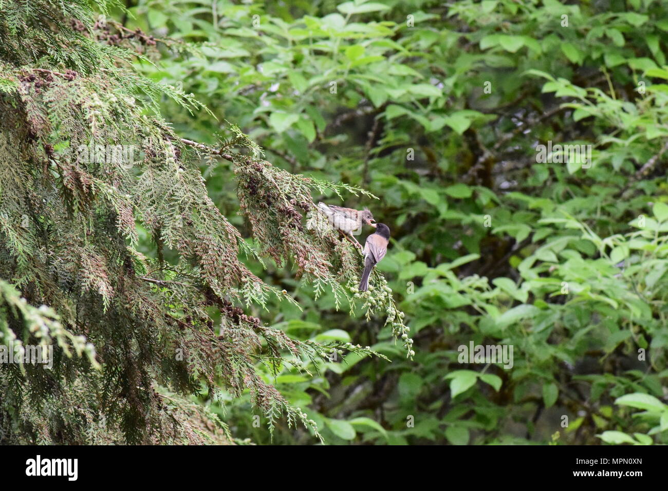 Hinterhofvögel 2018 Stockfoto