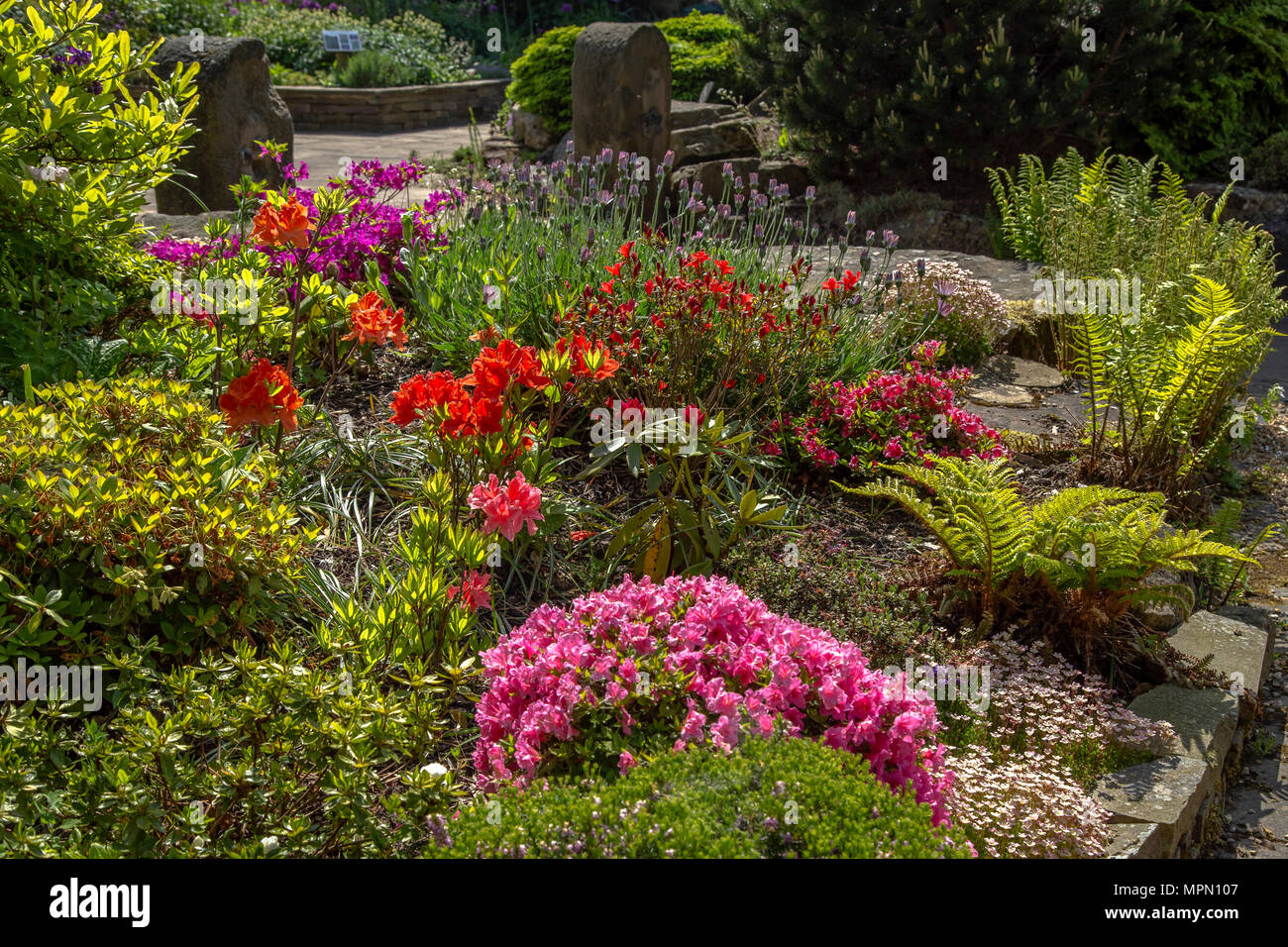 Eine spring flower bed. Farbe der Federn, wo Azaleen, Lavendel, Farne und bunte Blätter Farbe im Garten. Stockfoto