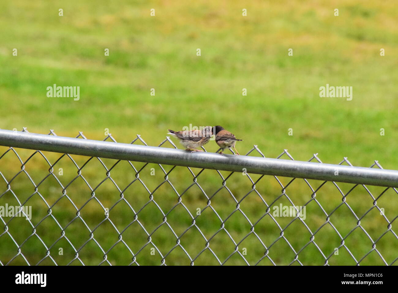 Hinterhofvögel 2018 Stockfoto