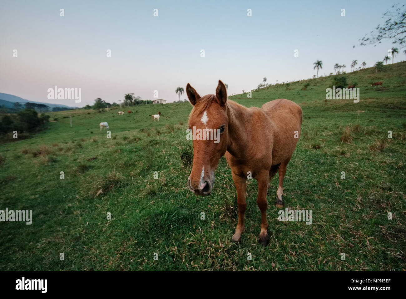 Braunes Pferd frei auf offenen Wiesen und Weiden Stockfoto