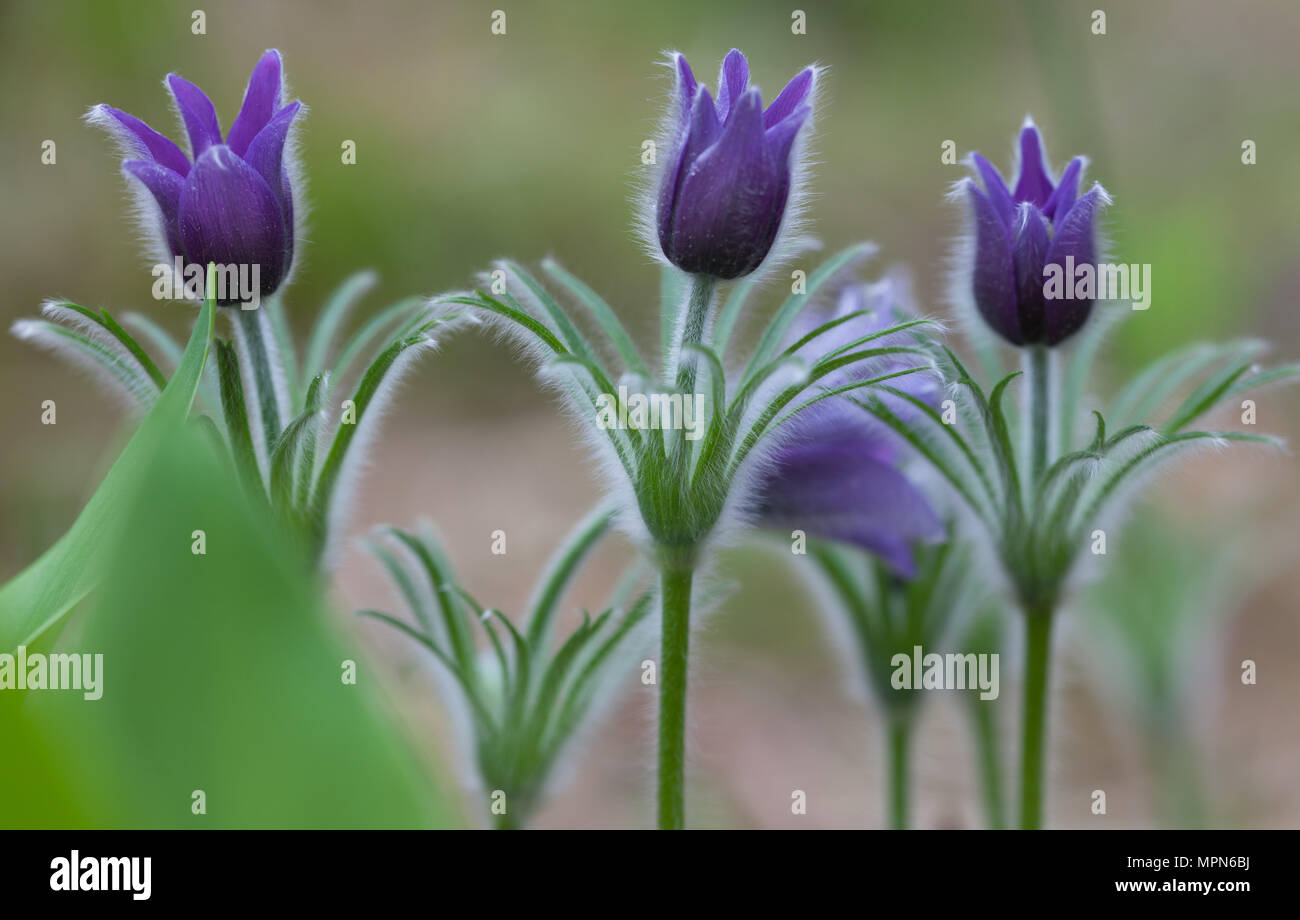 Blühende Pasque flower Pulsatilla patens Stockfoto