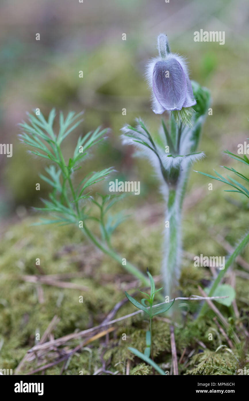 Blühende Pasque flower Pulsatilla pratensis Stockfoto