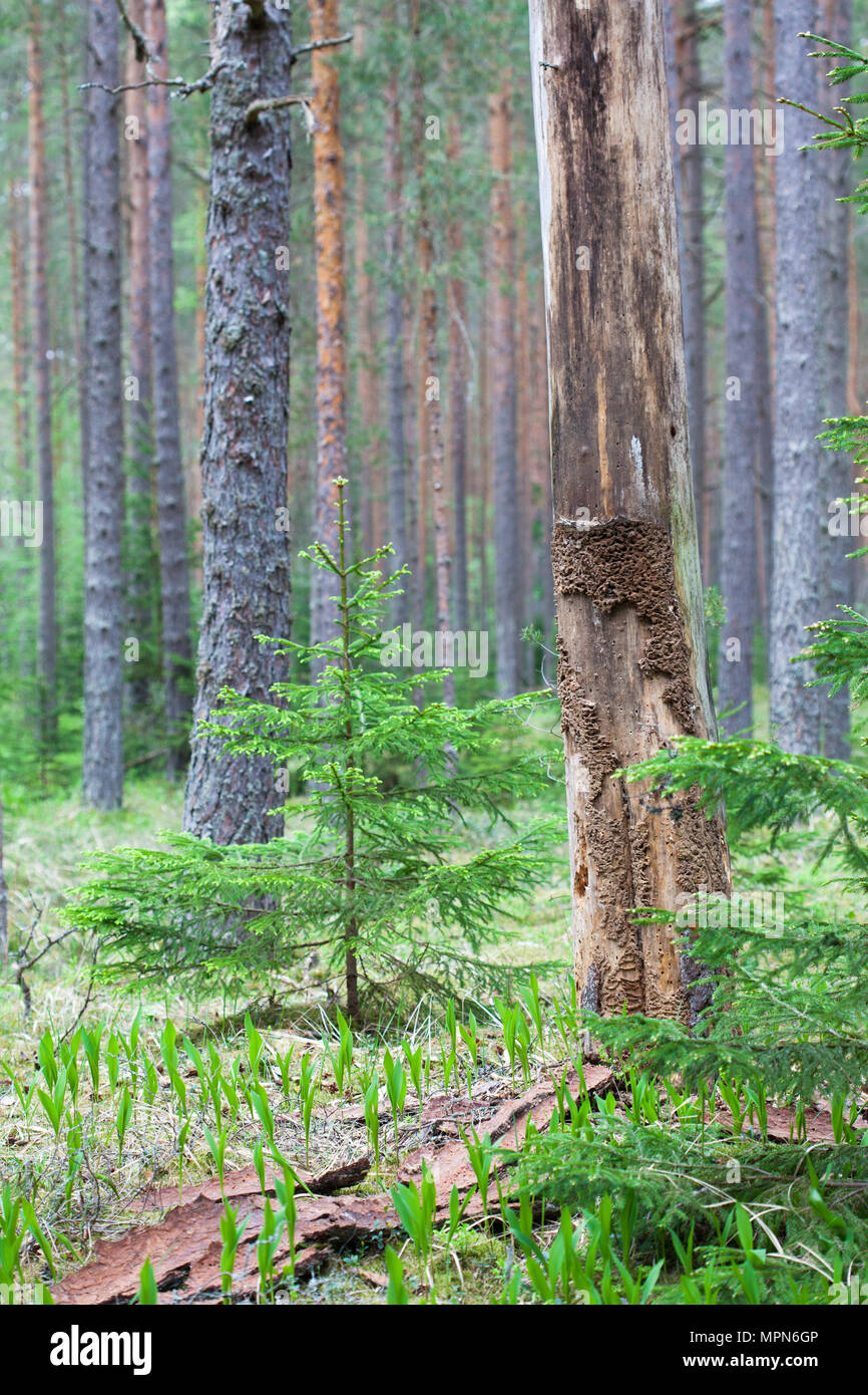 Toter Baum ohne Rinde in Kiefernwald auf der Halbinsel Kurgalsky Stockfoto