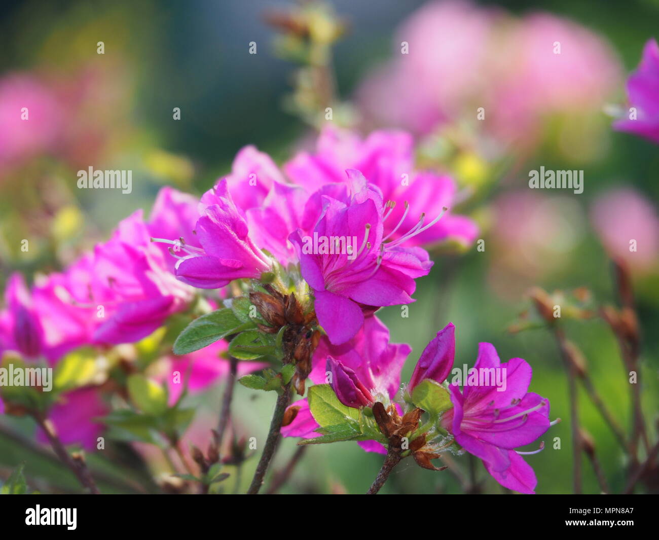 Schöne rosa Azalea, Rhododendron blühen im Garten Stockfoto