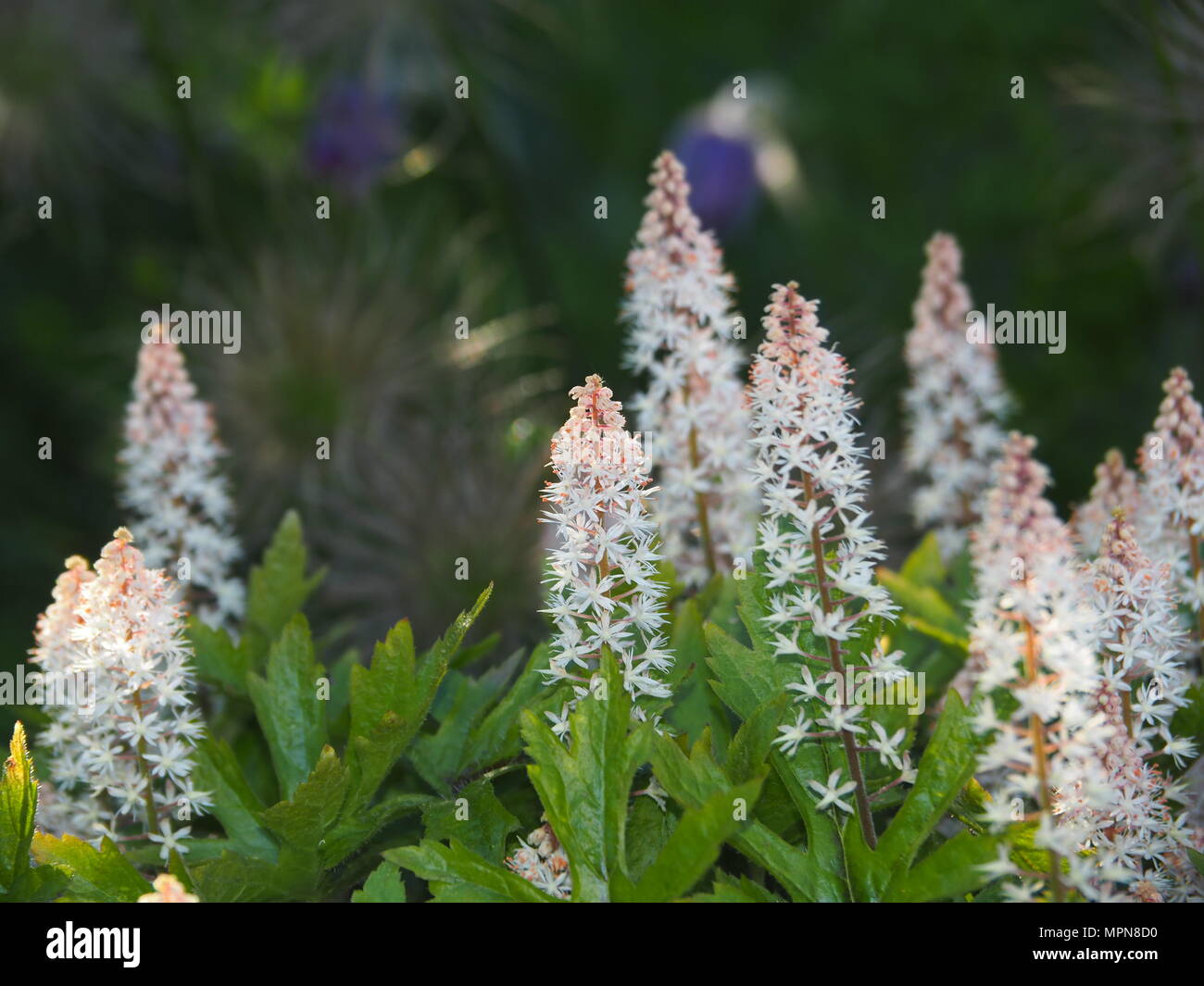 Ayglow Heucherella 'Pink'-Schaumigen Glocken Stockfoto