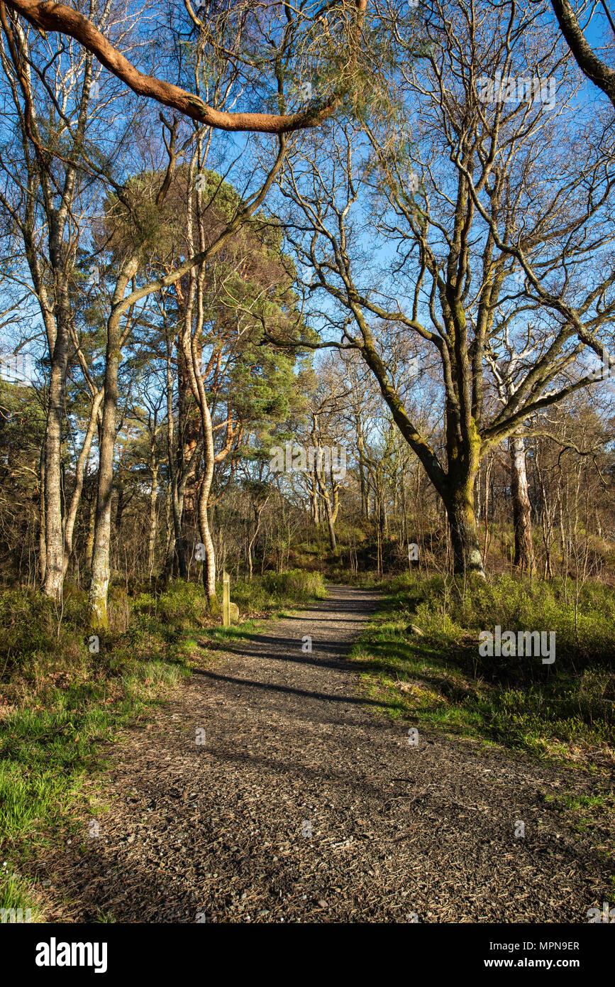 Ein Pfad oder eine Straße durch den Wald in der frühen Frühling Stockfoto