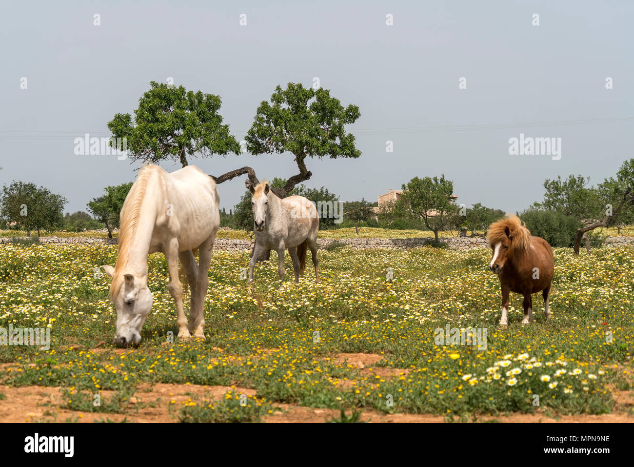 Pferde und Pony auf einer Wiese voller Frühlingsblumen, Mallorca, Balearen, Spanien | Pferde und Pony auf einer frühlingswiese mit bunten Blumen, Majo Stockfoto