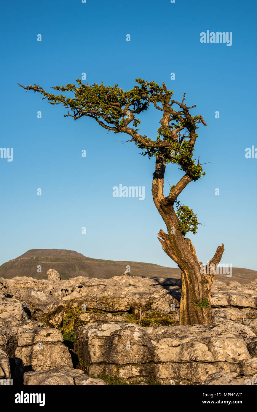 Ein einsamer Baum unter Kalkstein Plasterung auf Twistleton Narbe über dem Dorf Ingleton in den Yorkshire Dales Stockfoto