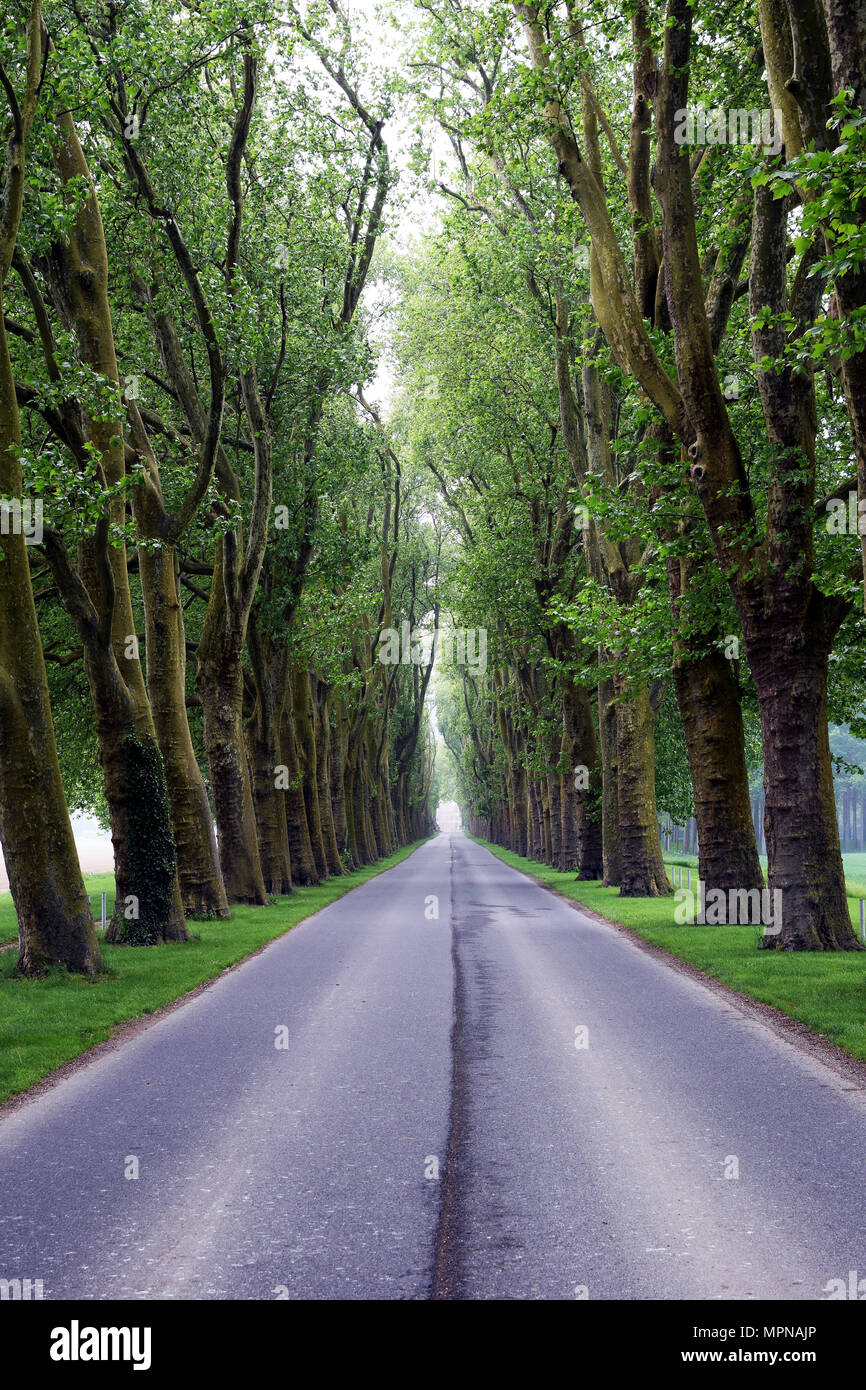 Wunderschöne, von Bäumen gesäumten Straße. Bild vertikal Stockfoto