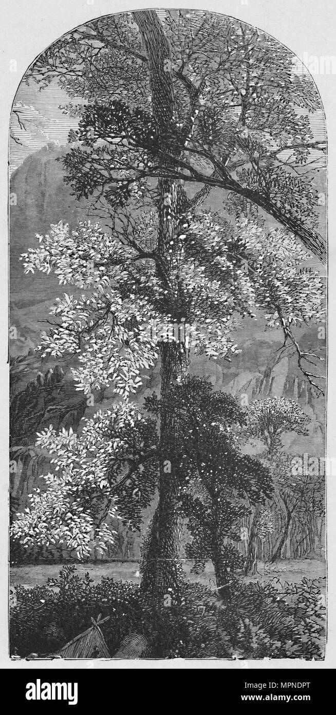 'Big Tree', 1883. Artist: Unbekannt. Stockfoto