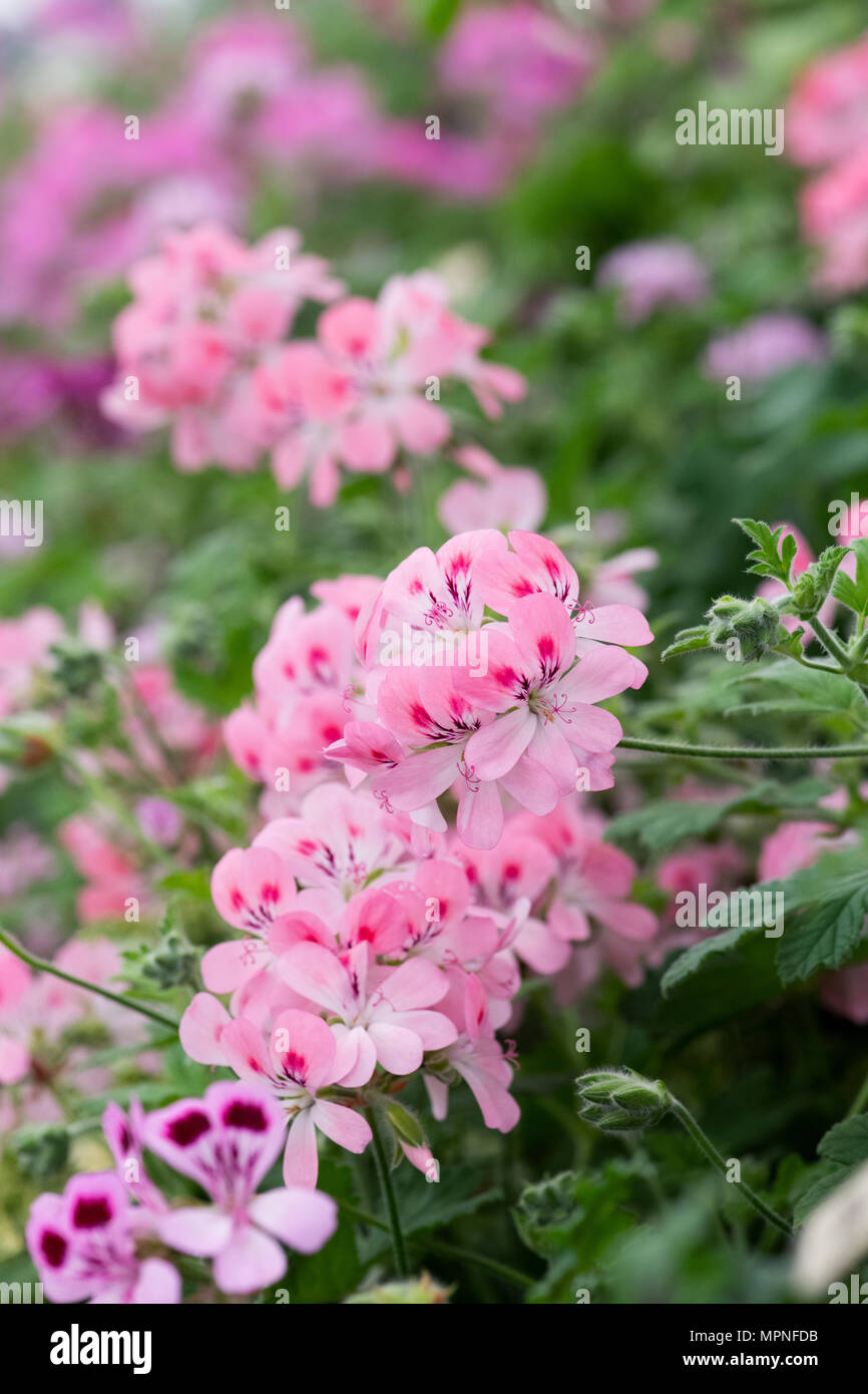 Pelargonium 'Pink'. Duftende-leaved Pelargonien auf Anzeige an eine Blume zeigen. Großbritannien Stockfoto