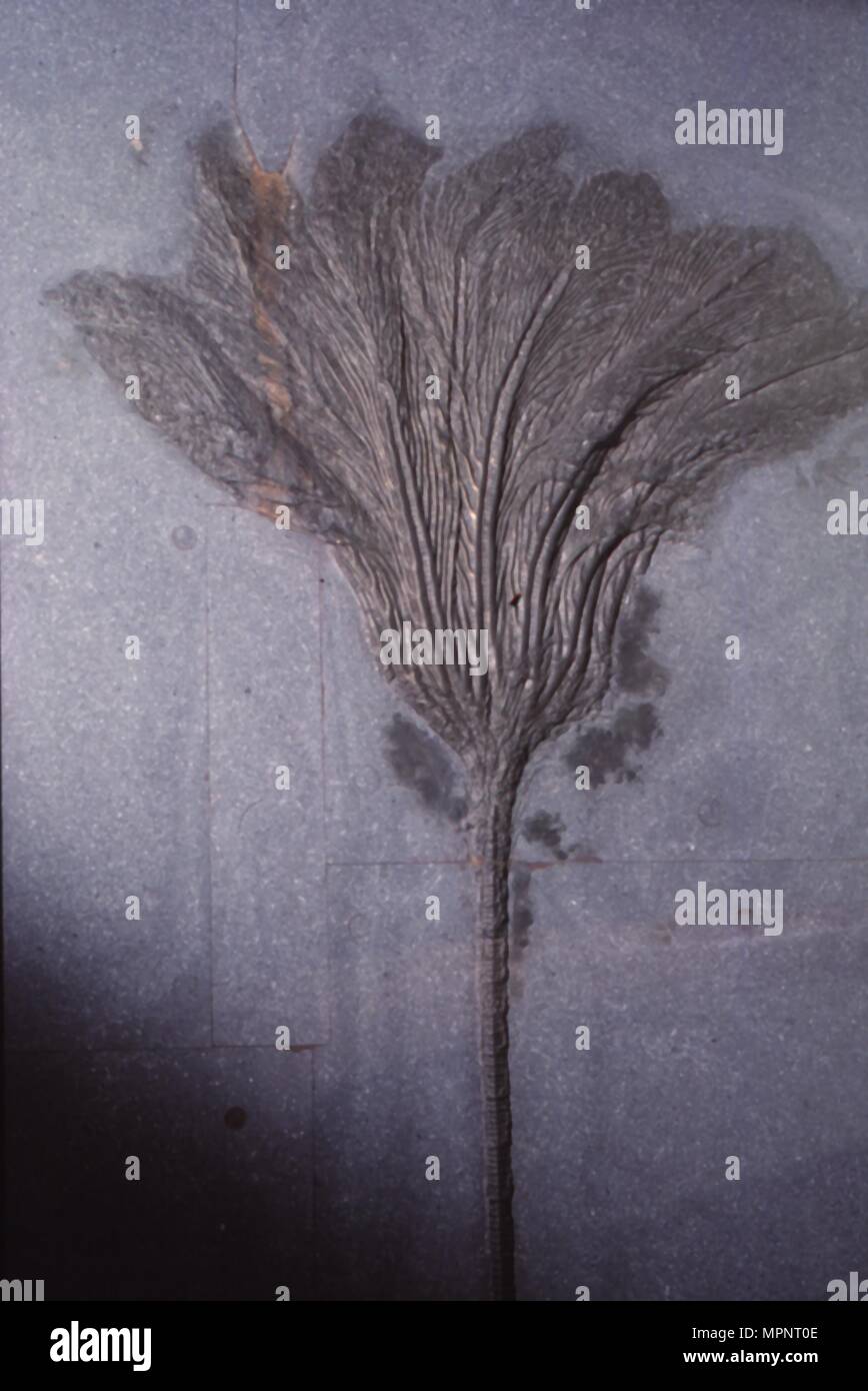 Fossil. Crinoid Lily, Ordovizium zu Pleistocene Periode, c 450 Mio. -10.000 BC. Artist: Unbekannt. Stockfoto