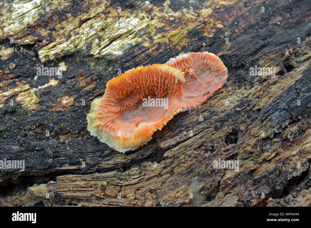 Phlebia tremellosa merulius tremellosus Pilz, synonym, Gelee rot Pilz Stockfoto