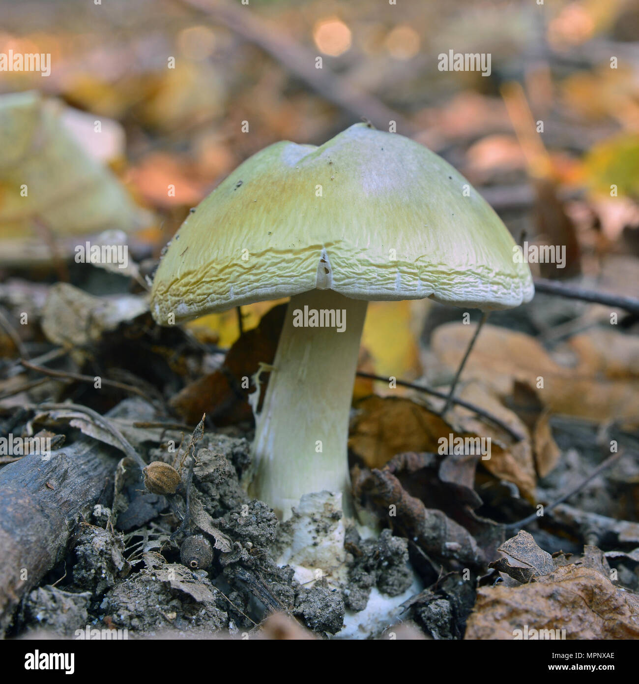 Tödlich giftige Pilze, deathcap Amanita phalloides Stockfoto