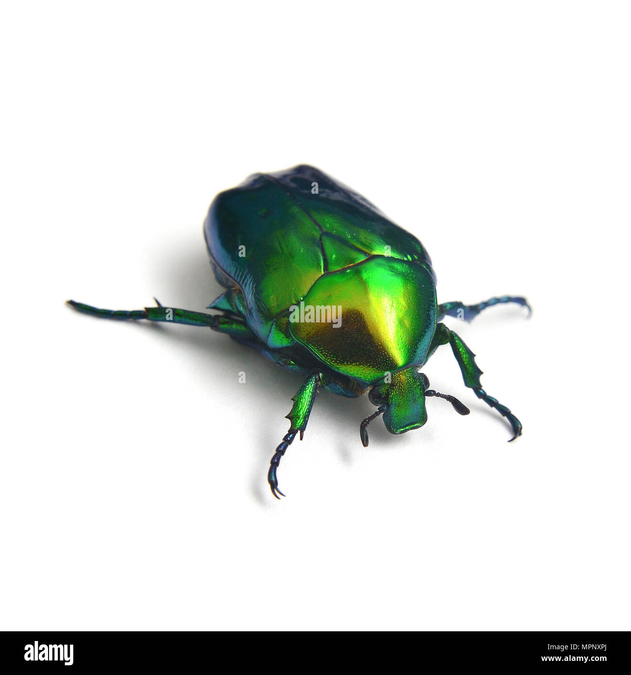 Rose Käfer, cetonia aurata auf Weiß isoliert Stockfoto