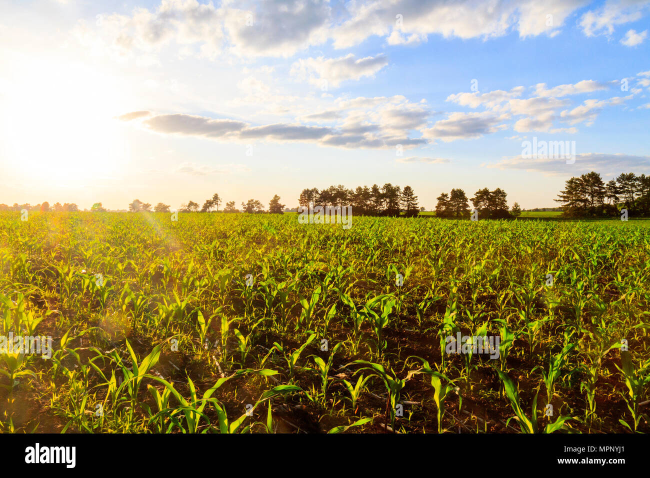 Kornfeld bei Sonnenuntergang auf ökologisch sauberen Land Stockfoto