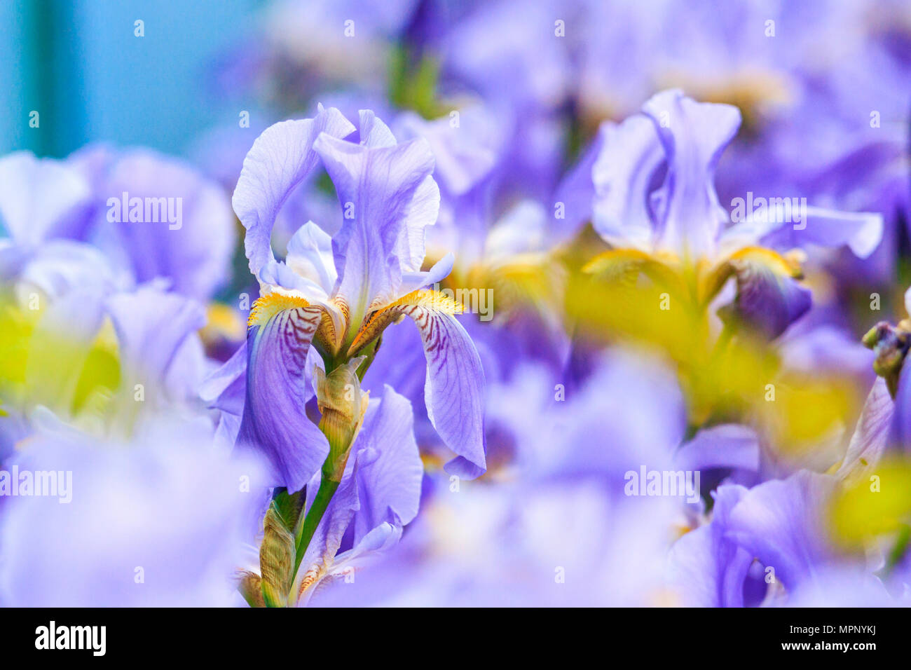 Blaue Iris an einem Frühlingstag Stockfoto