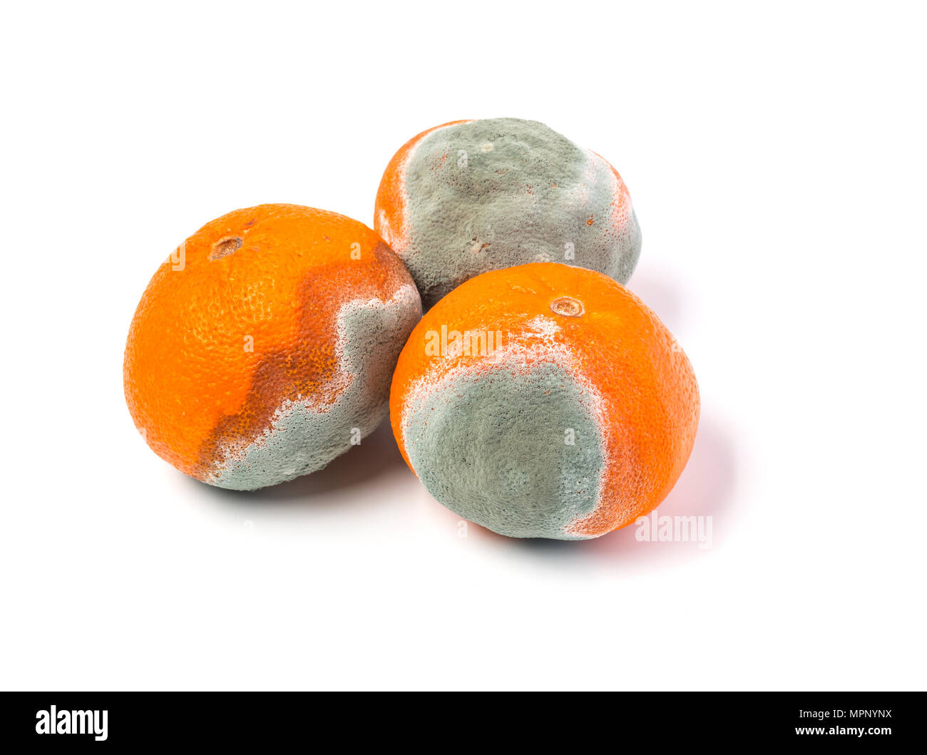 Verschimmelte mandarine auf weißem Hintergrund Stockfoto