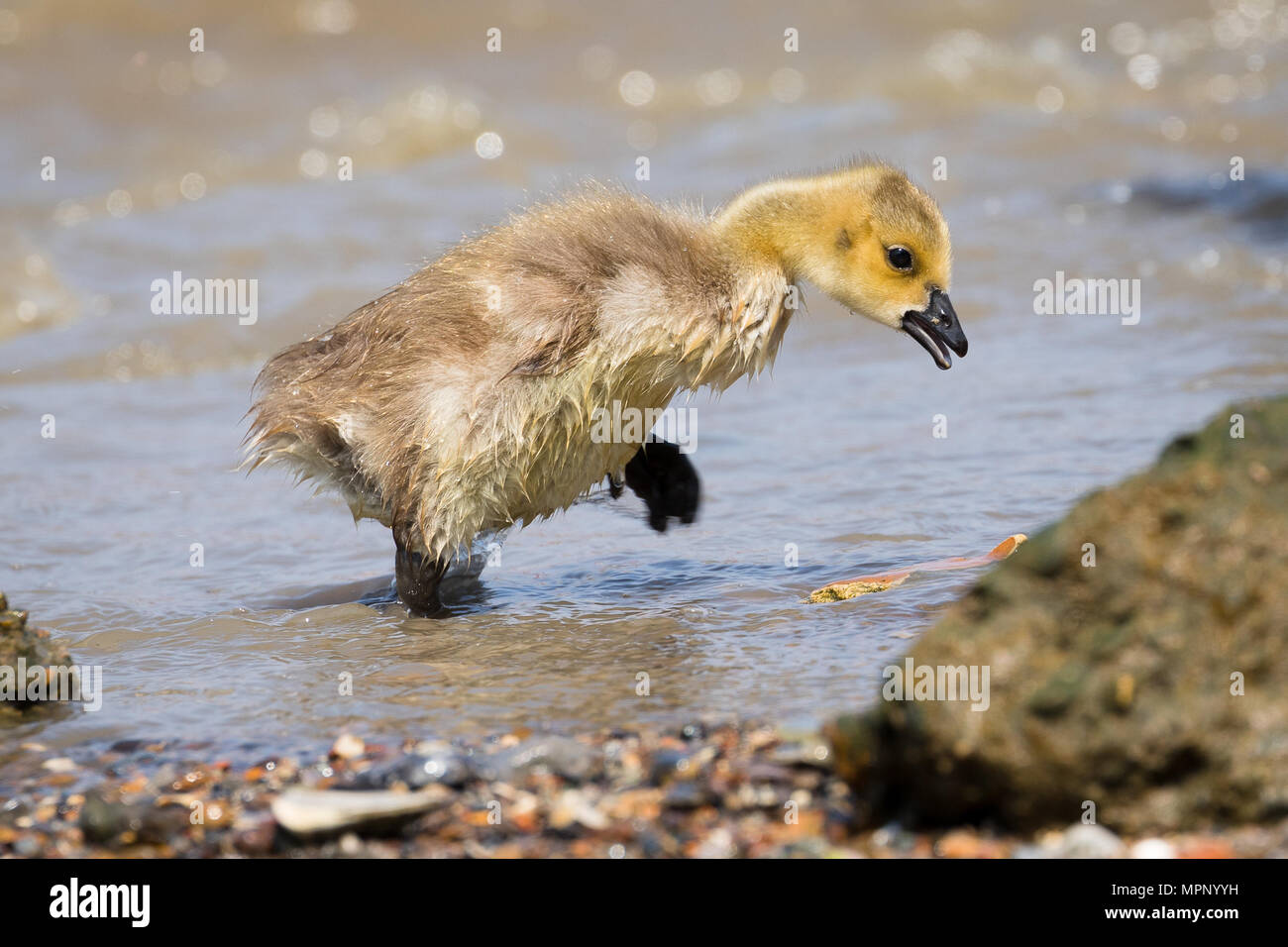 London, Großbritannien. 23. Mai 2018. Eine Kanada Gans gosling am Ufer der Themse in der Nähe von Wapping in London bei sonnigem Wetter im Frühling. Credit: Vickie Flores/Alamy leben Nachrichten Stockfoto