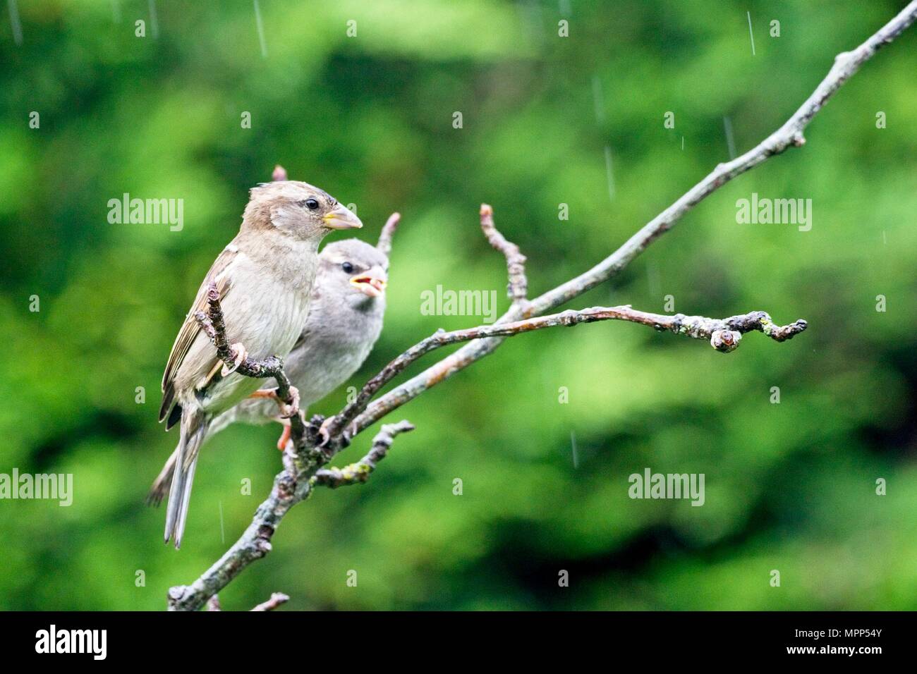 24. Mai 2018. UK Wetter. Ein paar House Spatzen sitzen in der Regen während eines nassen Nachmittag in East Sussex, UK. Credit: Ed Brown/Alamy leben Nachrichten Stockfoto