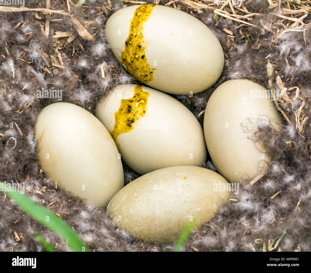 Craigleith Insel, 24. Mai 2018. Firth-of-Forth, Schottland, Großbritannien. Nahaufnahme eines großen Eider Ente, Somateria mollissima, Gelege von 5 Eiern und Eider im Nest Stockfoto