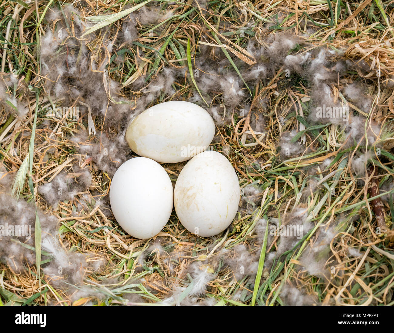 Craigleith Insel, 24. Mai 2018. Firth-of-Forth, Schottland, Großbritannien. Graugans Eier im Nest der Kupplung Stockfoto