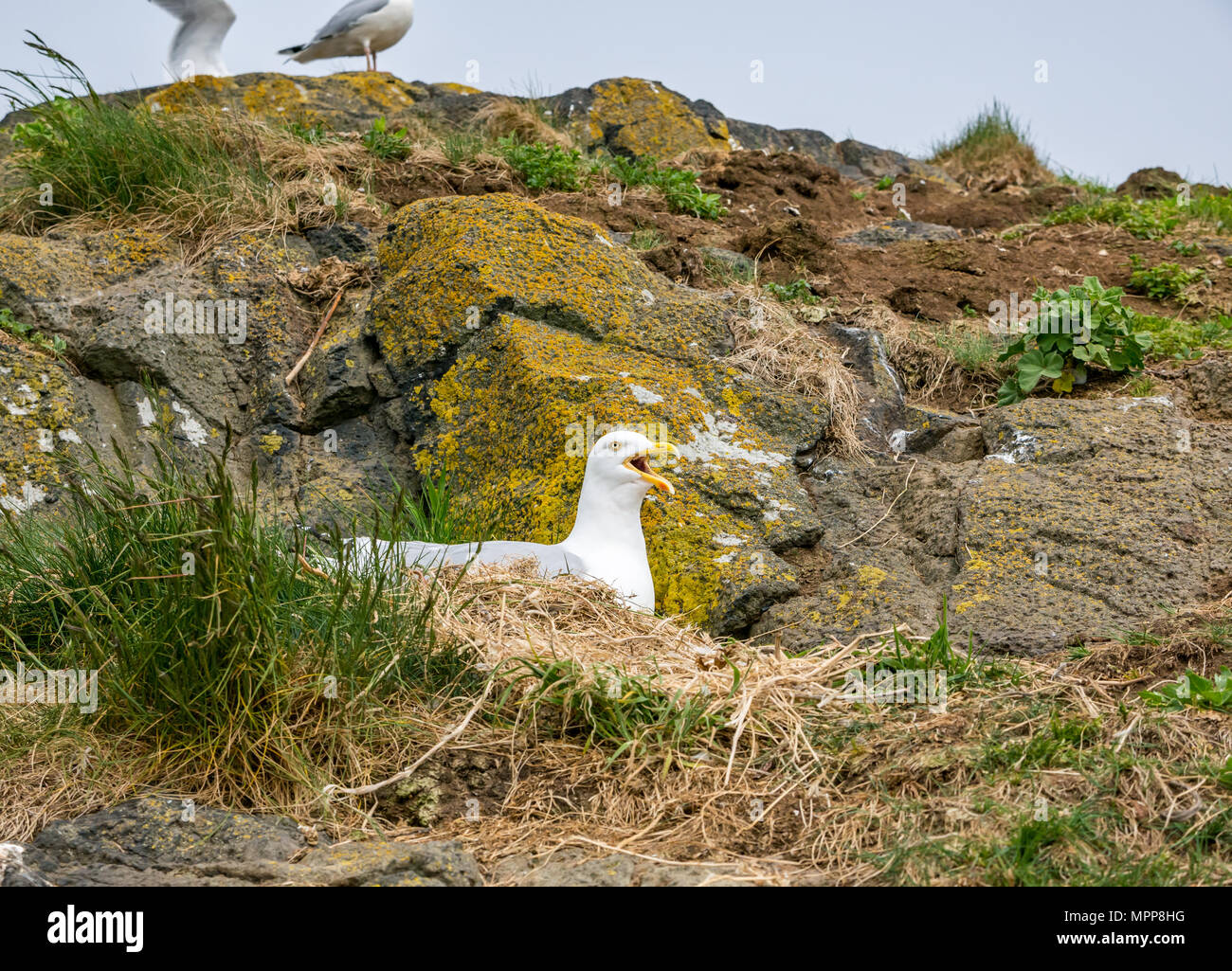 Craigleith Insel, 24. Mai 2018. Firth-of-Forth, Schottland, Großbritannien. Verärgert laut nesting Silbermöwe, Larus argentatus, Aufruf Stockfoto