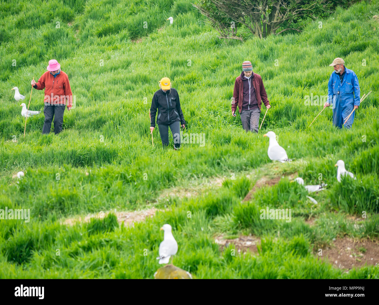 Puffin burrow zählen, Craigleith Insel, 24. Mai 2018. Firth-of-Forth, Schottland, Großbritannien. Das 5. jährliche Erhebung der Papageitaucher Burrows fand auf der Insel. Puffin Zahlen sind rückläufig. Der Scottish Seabird Centre, North Berwick, spielt eine wichtige Rolle in einem nationalen zählen. Die ganze Insel ist systematisch angebunden und durch eine Linie von Mitarbeitern und Freiwilligen zählen Burrows gefegt. Monitor Seiten sind verdübelt und Burrows beobachtet, um herauszufinden, wie viele verwendet werden; die Daten werden hochgerechnet Insgesamt für die gesamte Insel zu geben. Freiwillige zählen Papageitaucher Burrows Stockfoto