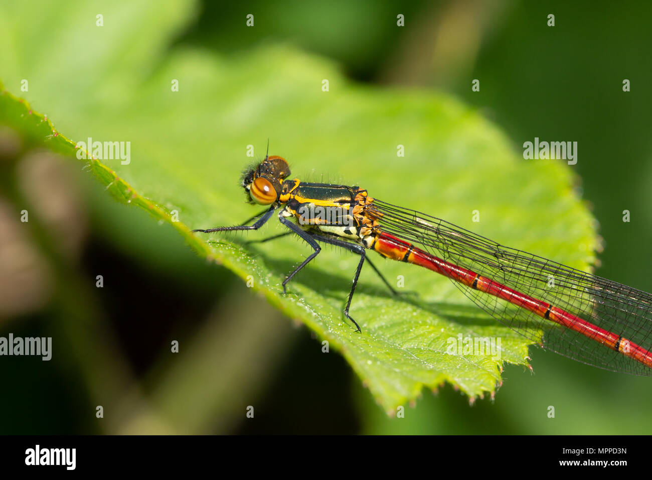 Profil Nahaufnahme eines weiblichen Große Rote damselfly hocken auf Blatt. Stockfoto