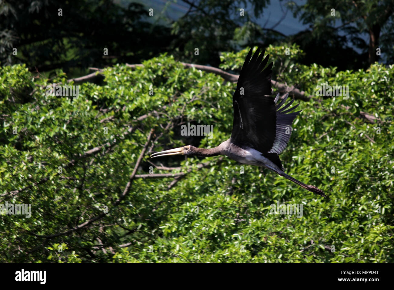 Mycteria leucocephala, fliegende lackiert Storch Vogel in der Natur Stockfoto