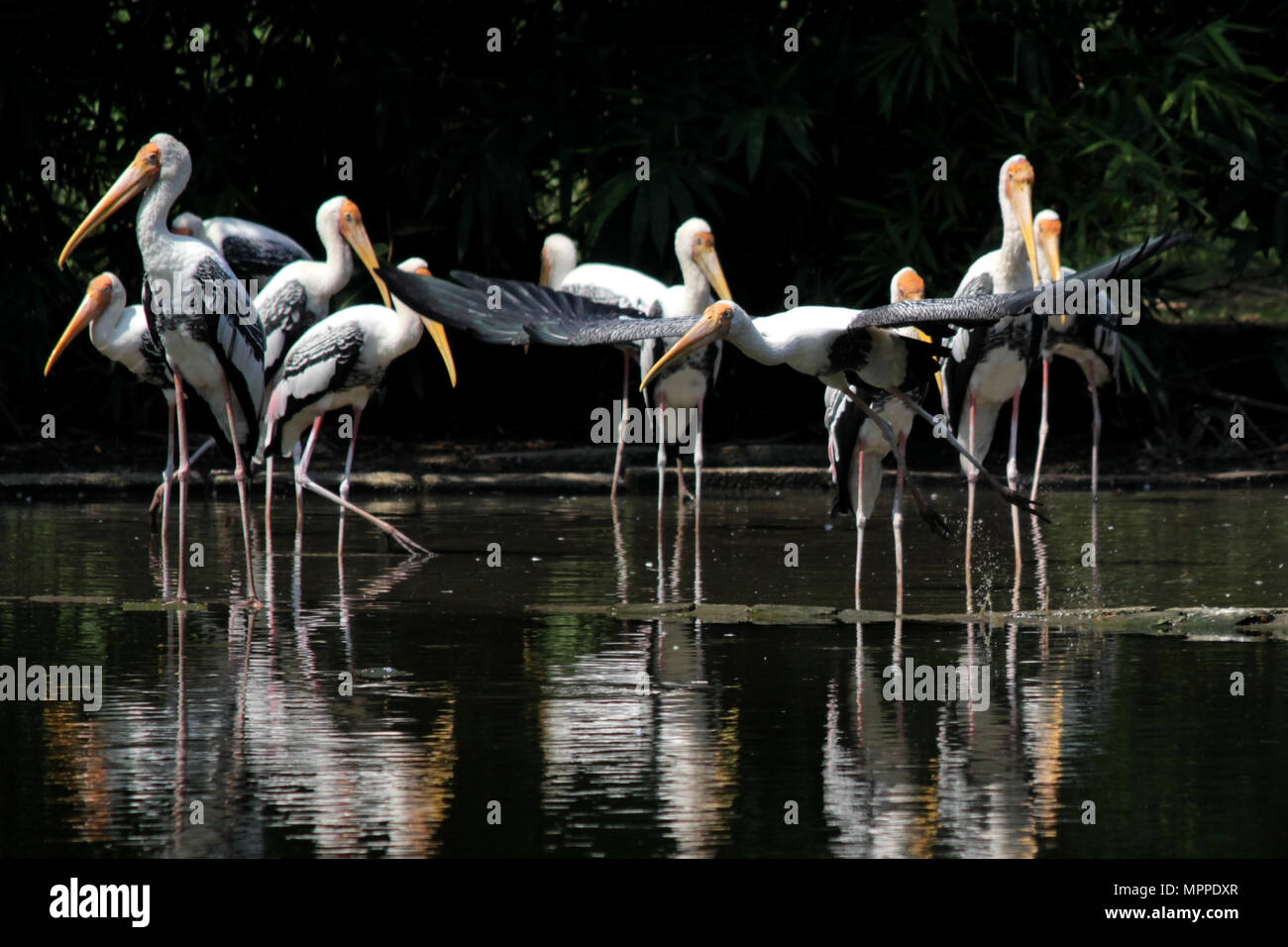 Mycteria leucocephala, Gruppe der gemalten Storch Vogel in der Natur Stockfoto