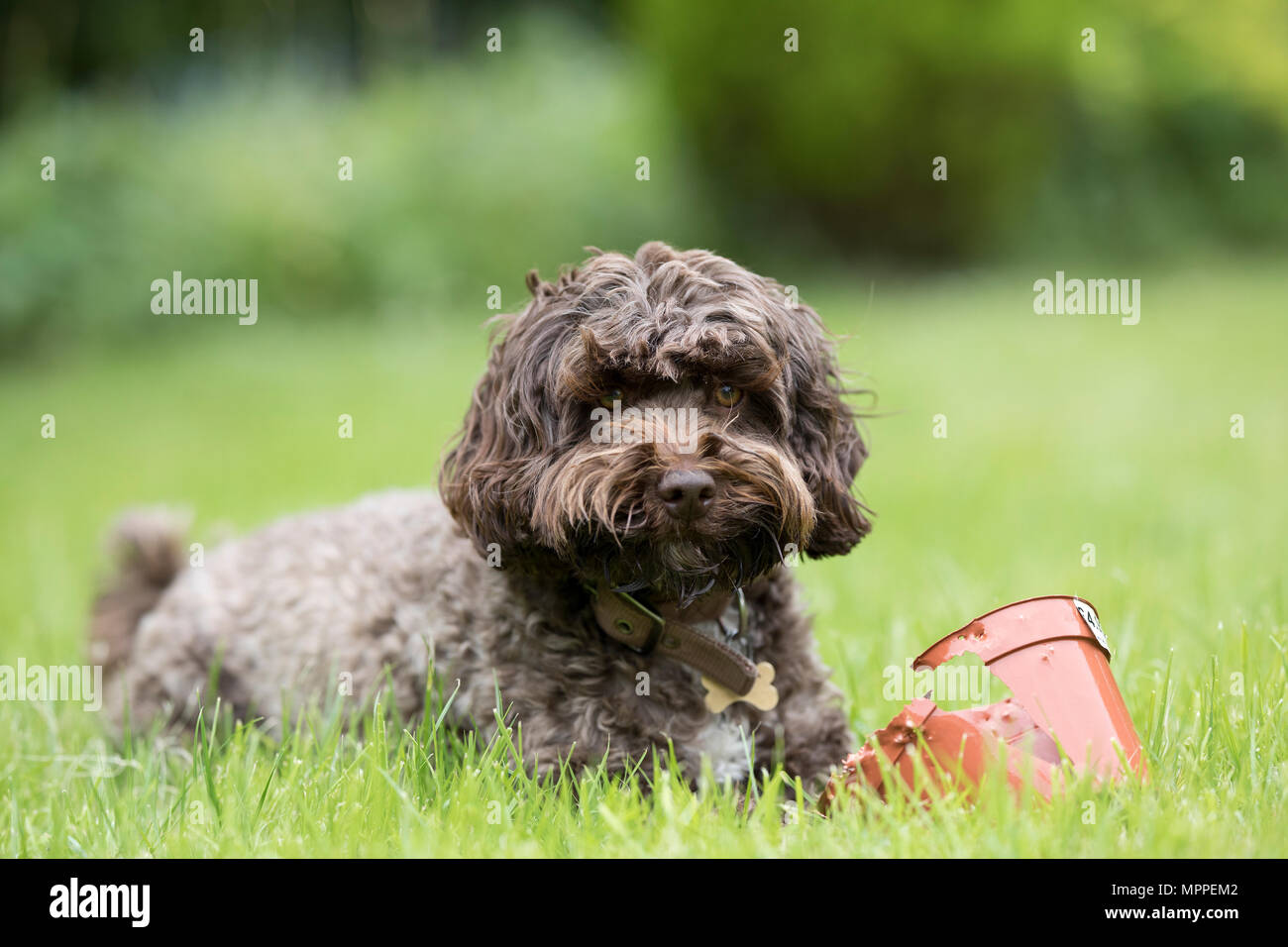 Cockerpoo Hund in einem Garten in Surrey, Großbritannien Stockfoto