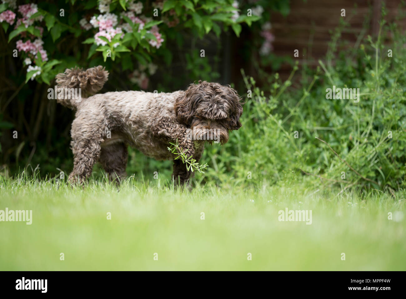 Cockerpoo Hund in einem Garten in Surrey, Großbritannien Stockfoto