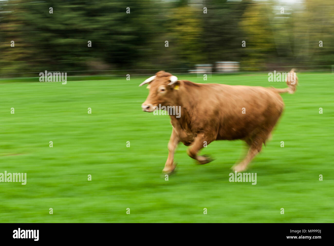 Deutschland, Stier, die auf Feld Stockfoto
