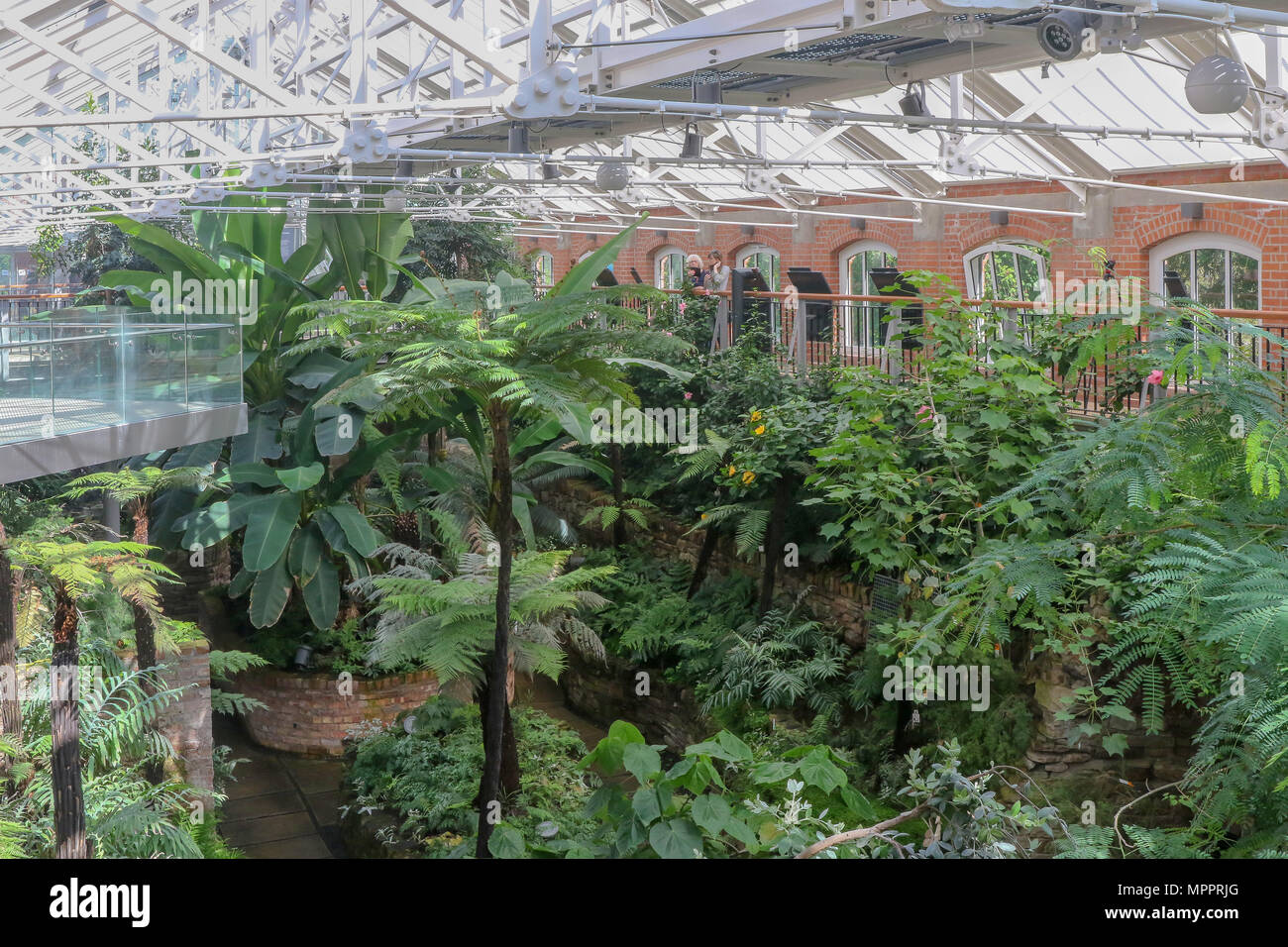 Der Innenraum des Tropischen Schlucht in Botanischen Gärten, Belfast, Nordirland. Dies ist ein Blick auf einen Teil der gemäßigten Zone der Neu reurbishe Stockfoto