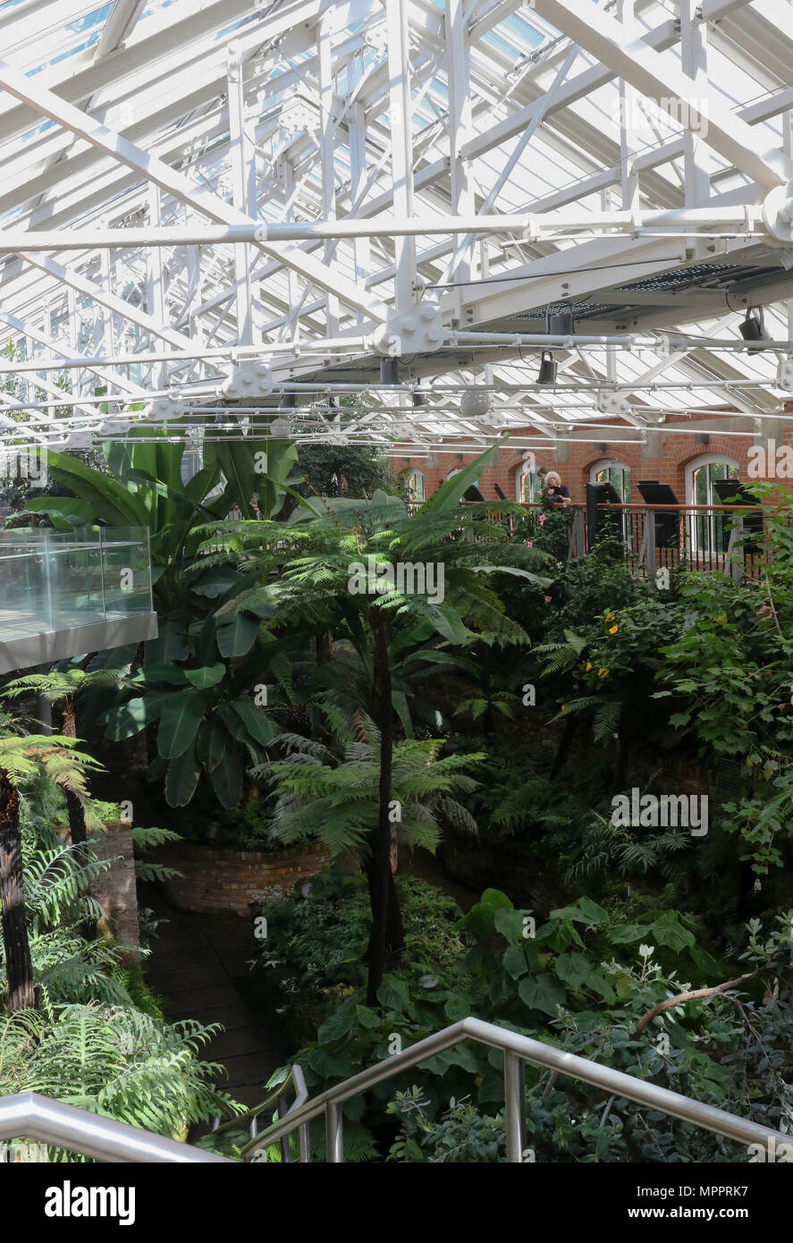 Der Innenraum des Tropischen Schlucht in Botanischen Gärten, Belfast, Nordirland. Dies ist ein Blick auf einen Teil der gemäßigten Zone der Neu reurbishe Stockfoto