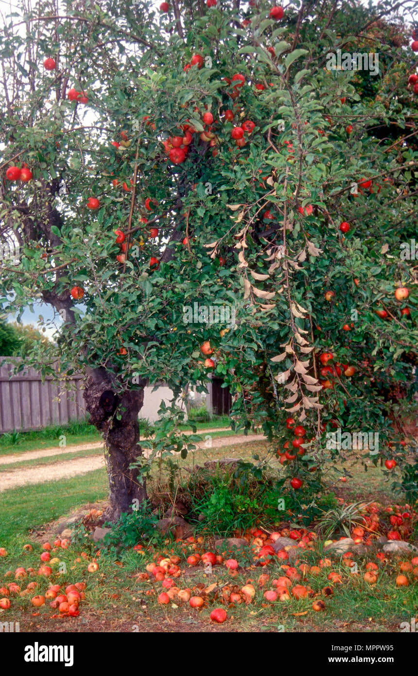 Gefallen und faulendem Obst aus Apple Tree, Sydney, New South Wales, Australien Stockfoto