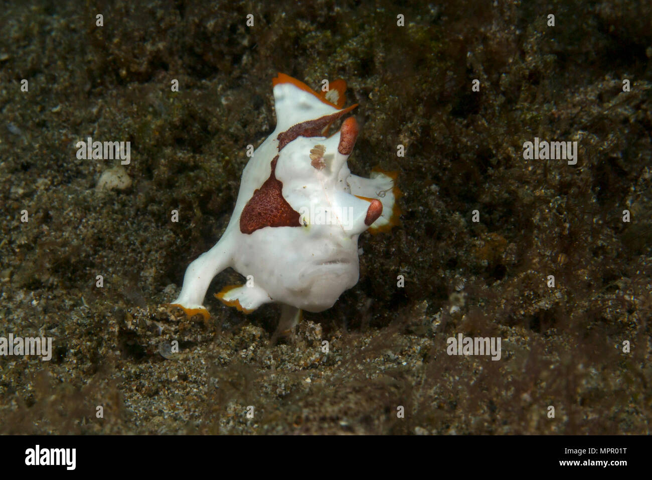 Warzen Anglerfisch (Antennarius maculatus), juvenile. Spaziergang auf dem Meeresgrund. Bild wurde in Anilao, Philippinen genommen Stockfoto