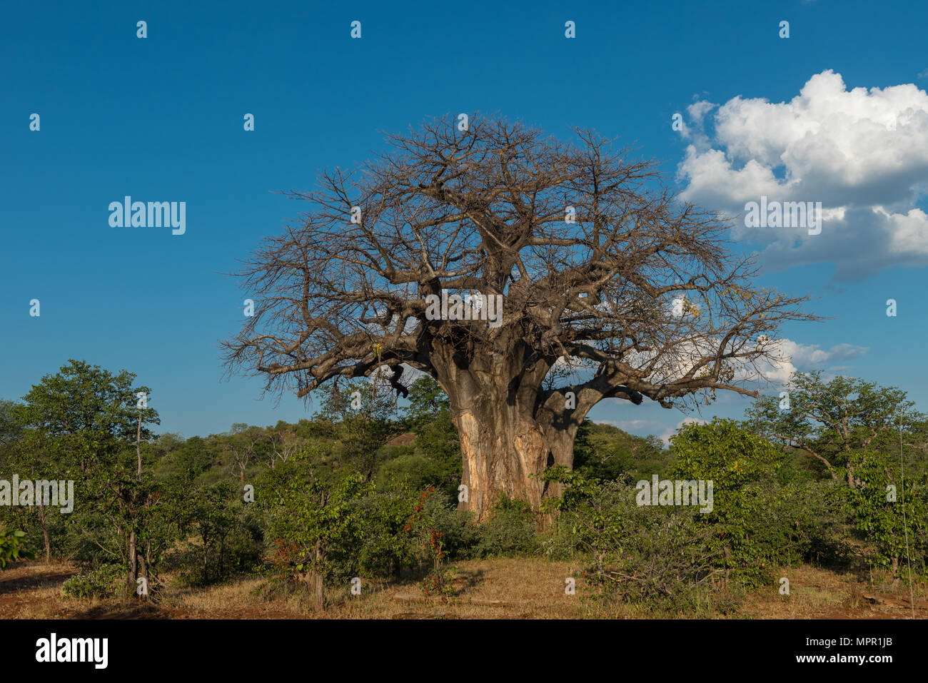Babobab Baum in der Makuleke Vertrag Park, Northern Kruger National Park Stockfoto