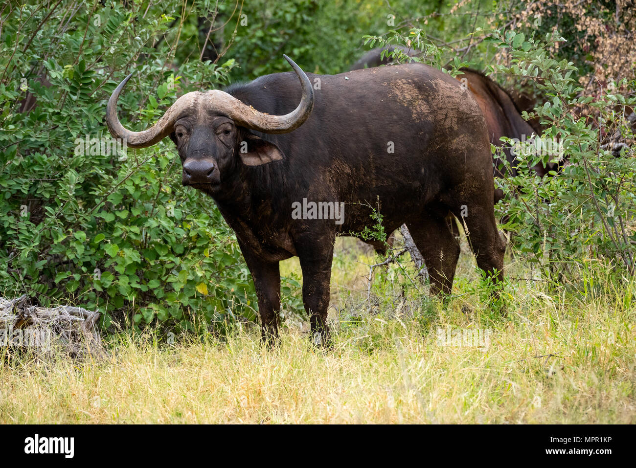 Büffel in der Makuleke Vertrag nördlichen Kruger Park, Südafrika Stockfoto