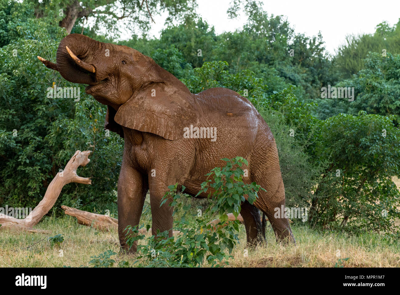 Afrikanischer Elefant nach Schlamm baden in den Luvuvhu Fluss Stockfoto