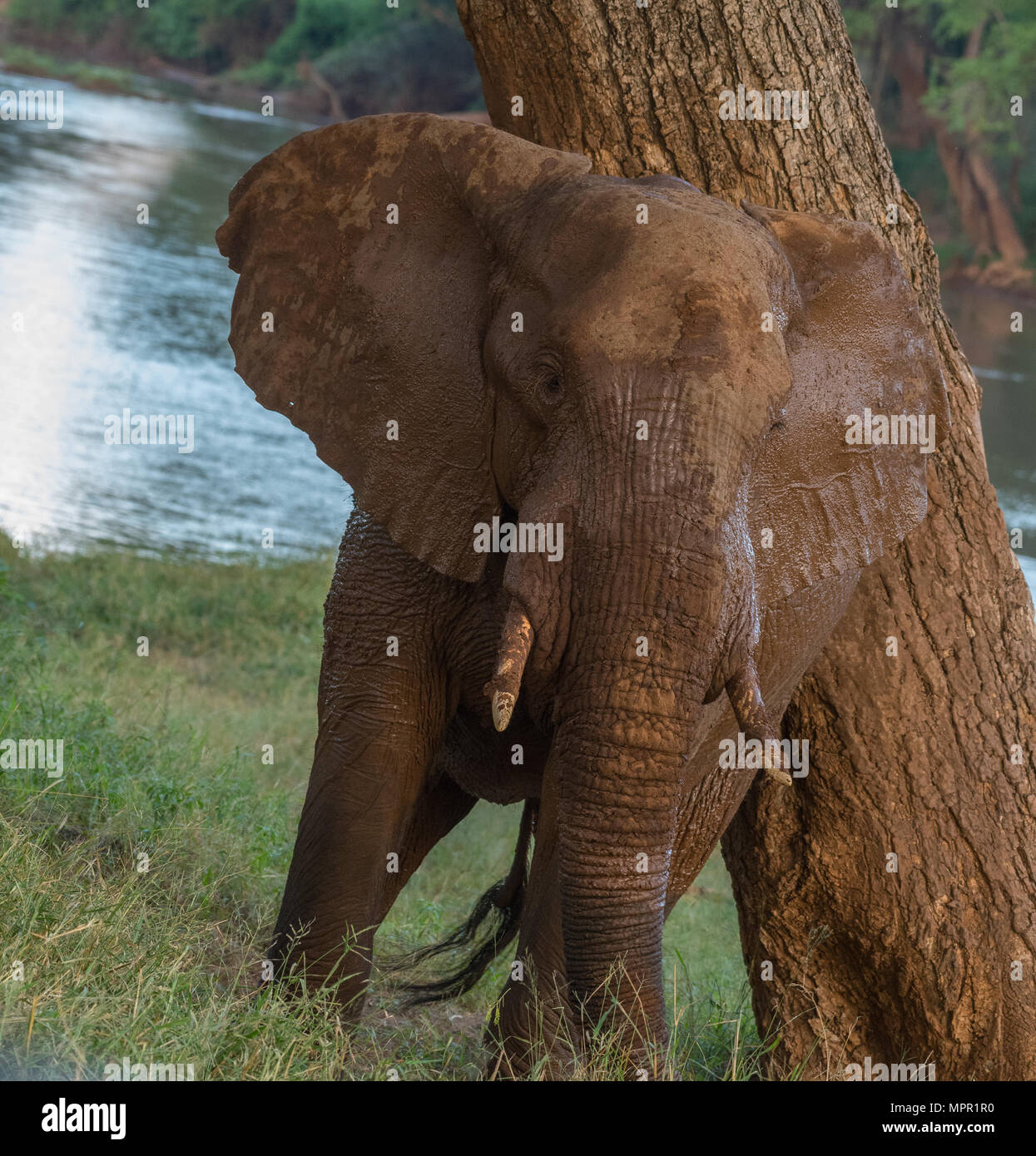 Afrikanischer Elefant nach Schlamm baden in den Luvuvhu Fluss Stockfoto