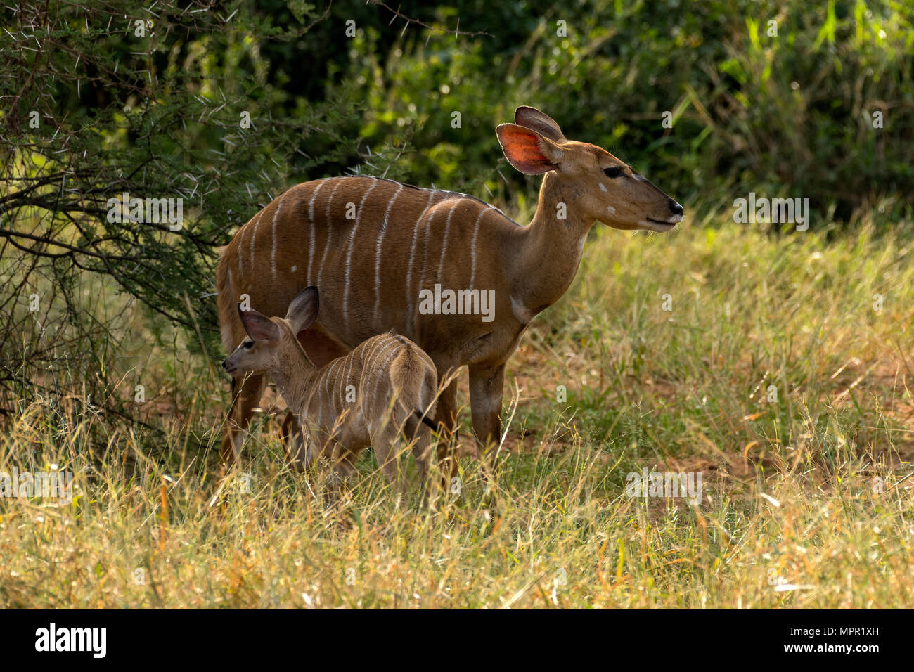 Weibliche Nyala und Kalb an Pafuri Südafrika Stockfoto